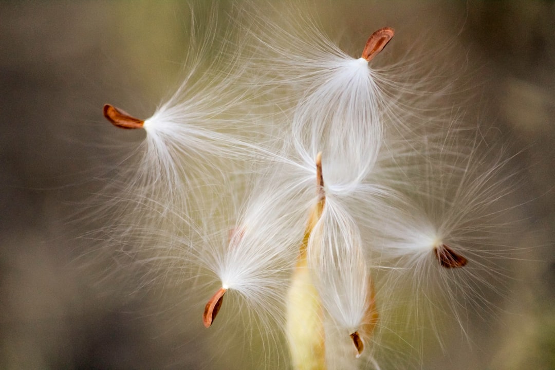 Flower_Seeds
