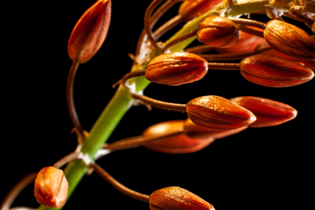 Flower_Seeds