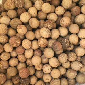 菩提子原籽图片