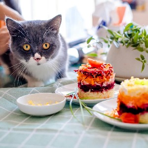 烘焙猫粮有哪些